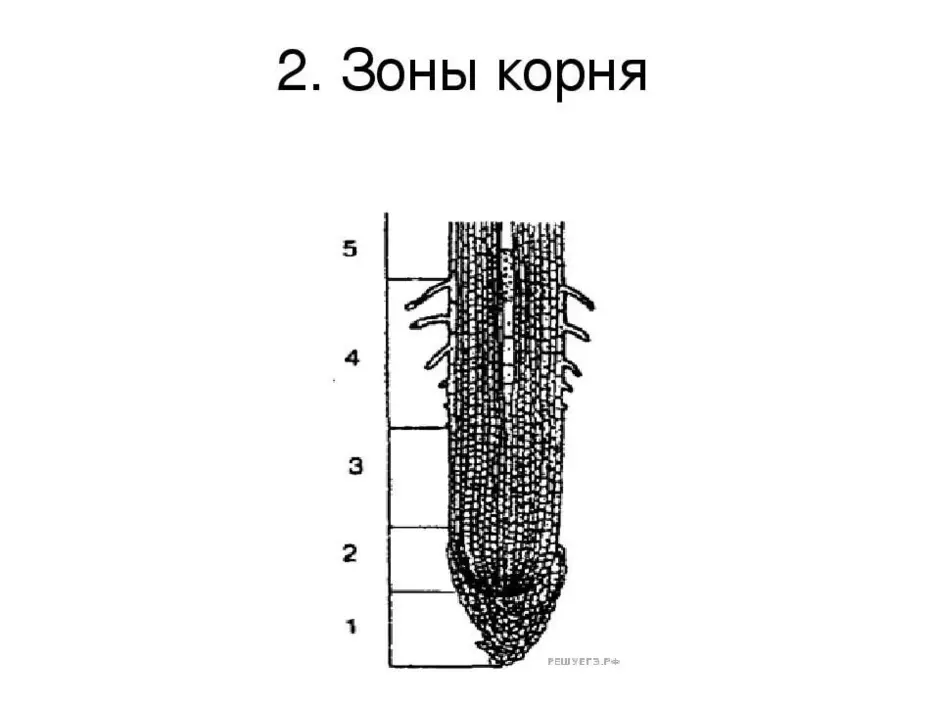 Рассмотри рисунок и отметь зоны корня в верной последовательности