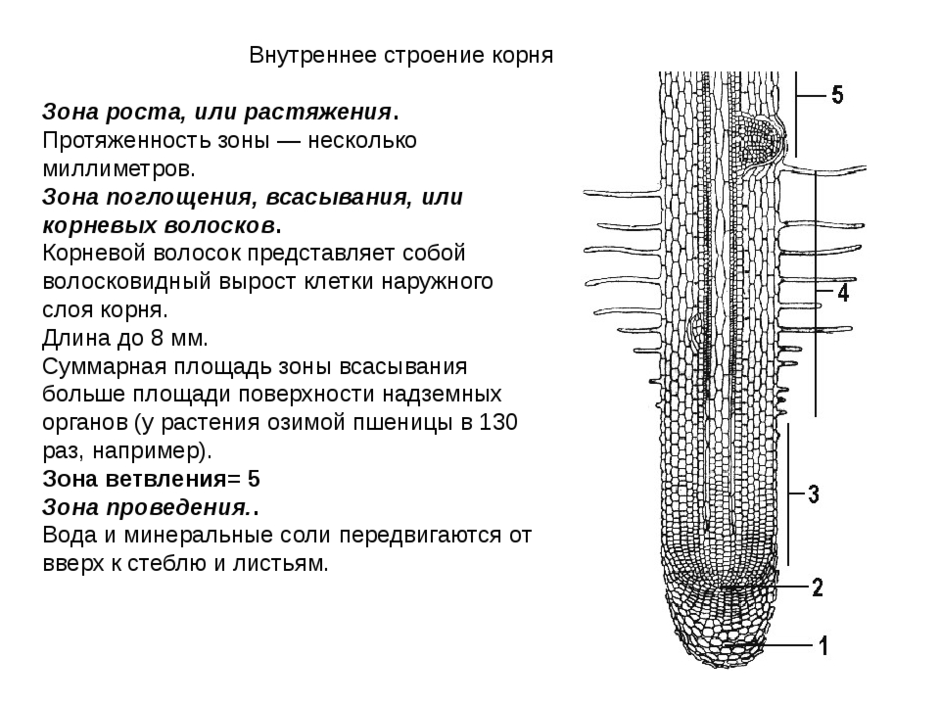 Рисунок корневые системы егэ