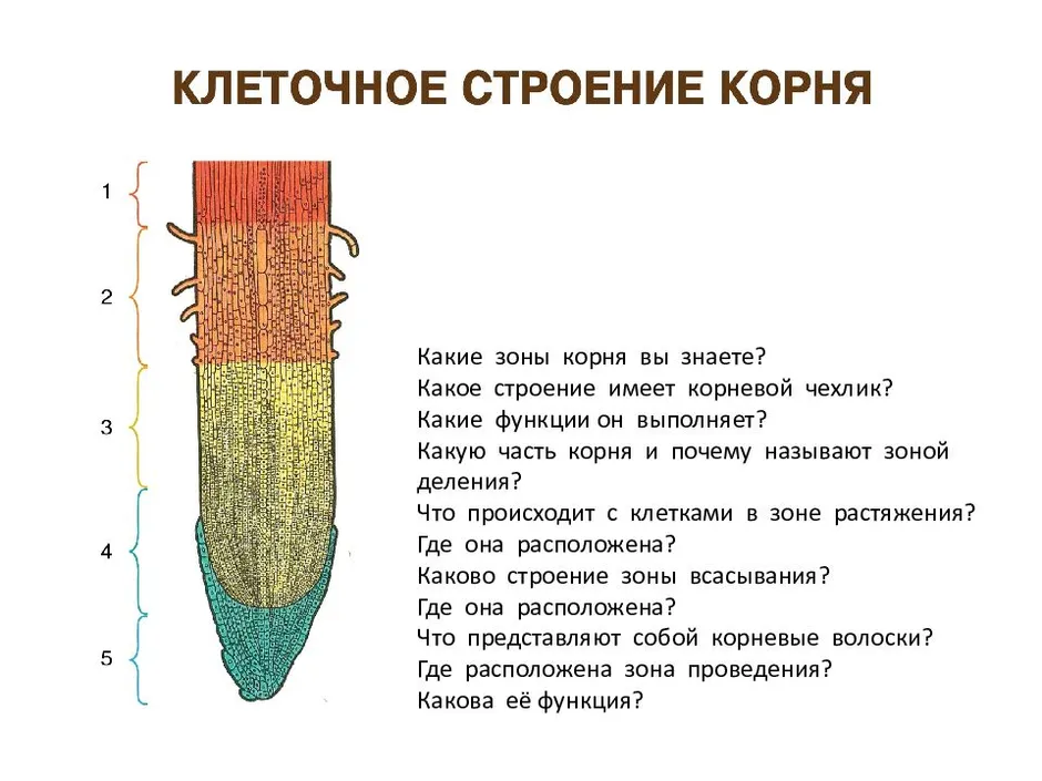 Рассмотрите рисунки и подпишите названия тканей с помощью которой растение растет в толщину и высоту