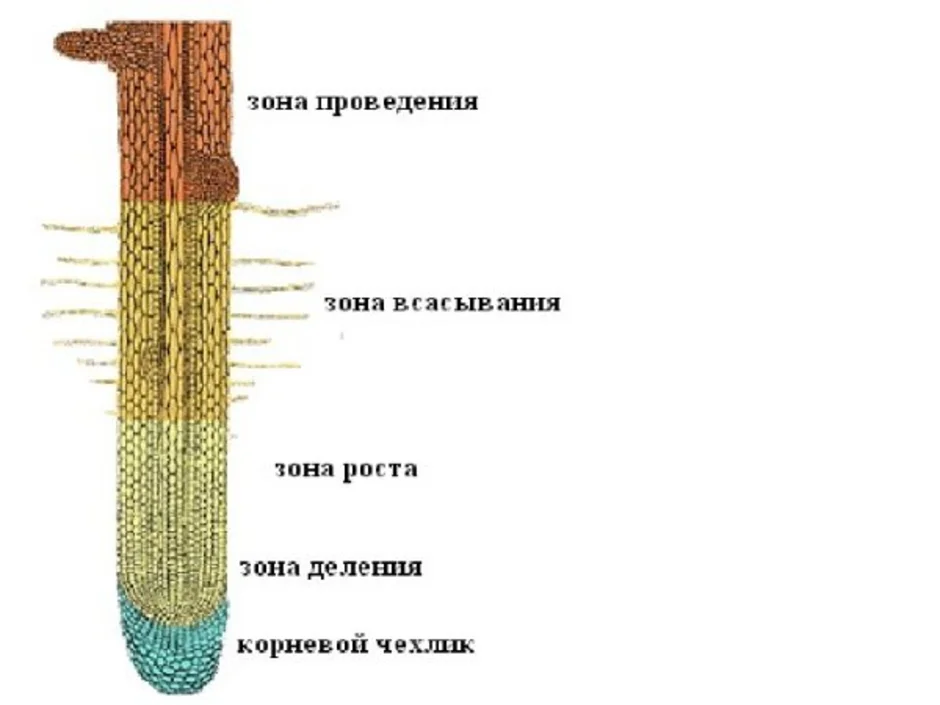Зона деления корня ответ. Клеточное строение корня зоны корня. Зона корня корневой чехлик зона деления зона. Внутреннее строение корня зоны корня. Строение и зоны корня рисунок.