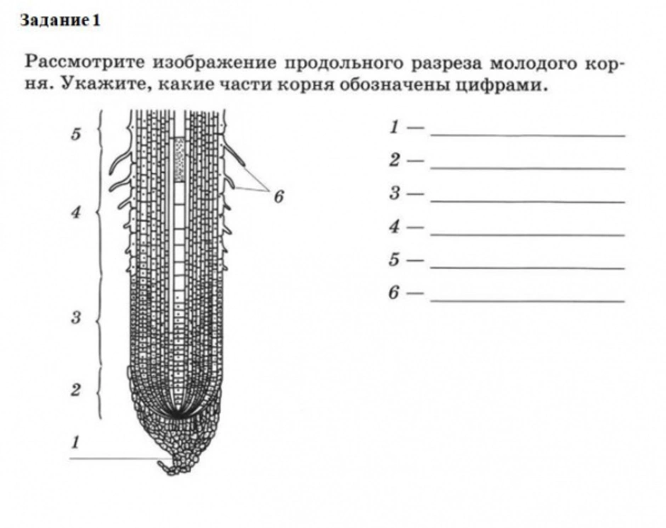 Структуры корня изображенные на рисунке расположены в