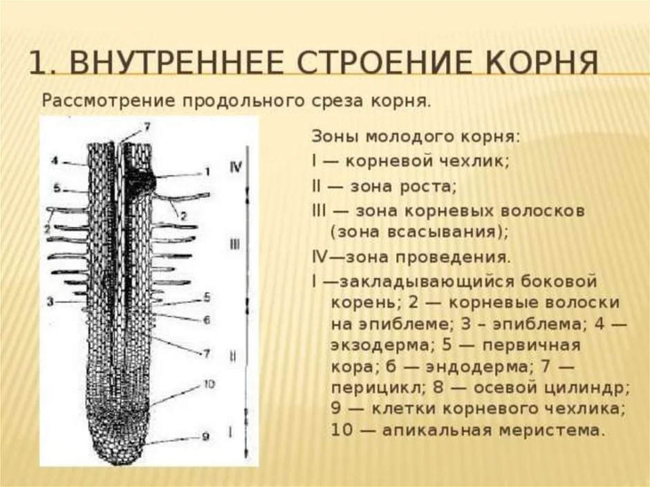 Корень схема егэ