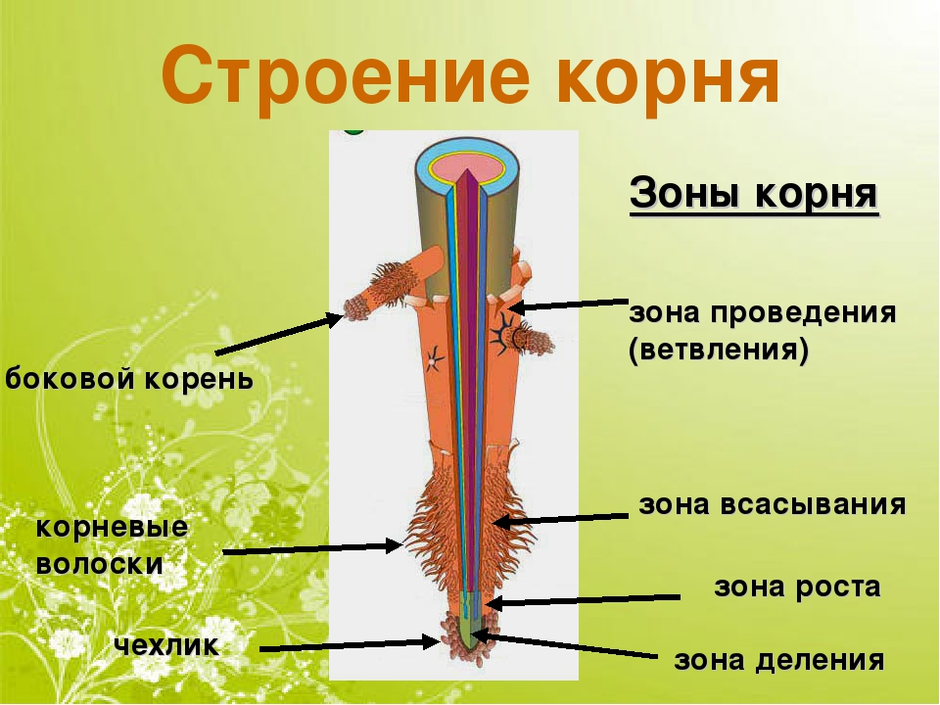 Рассмотри рисунок расположи зоны корня по порядку и распредели из клеток каких тканей они состоят