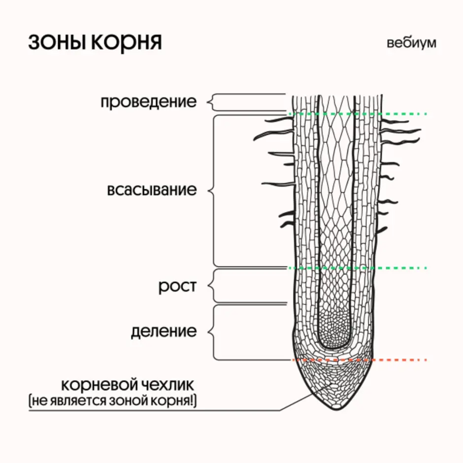 Выберите три верно обозначенные подписи к рисунку на котором изображено строение корня