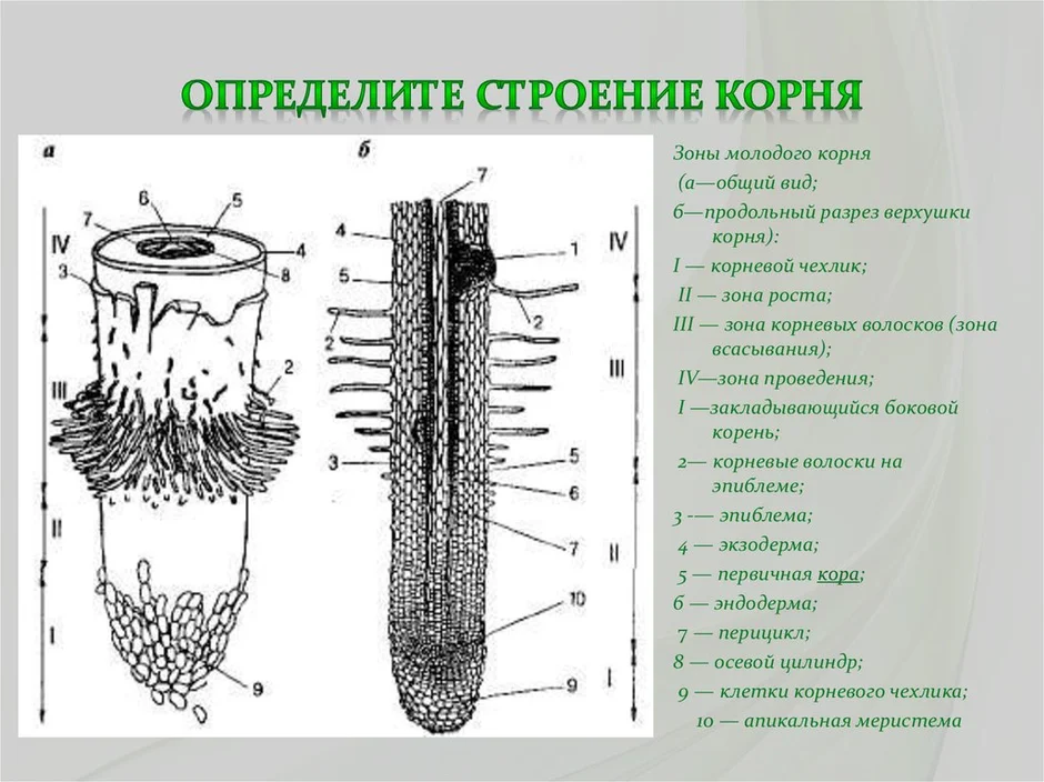 Рассмотрите внутреннее строение корня какой цифрой на рисунке обозначена структура по которой прои