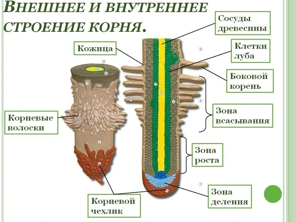 Корень рисунок биология