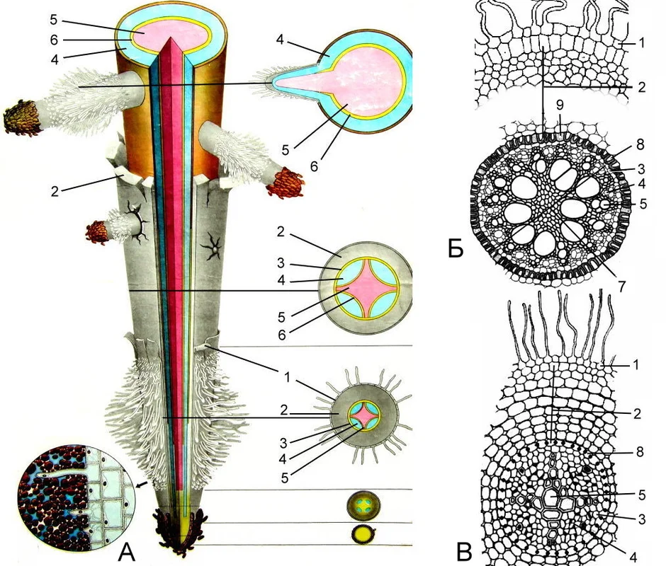 Рассмотри рисунок кончика корня под микроскопом какая зона корня обозначена на рисунке буквой а