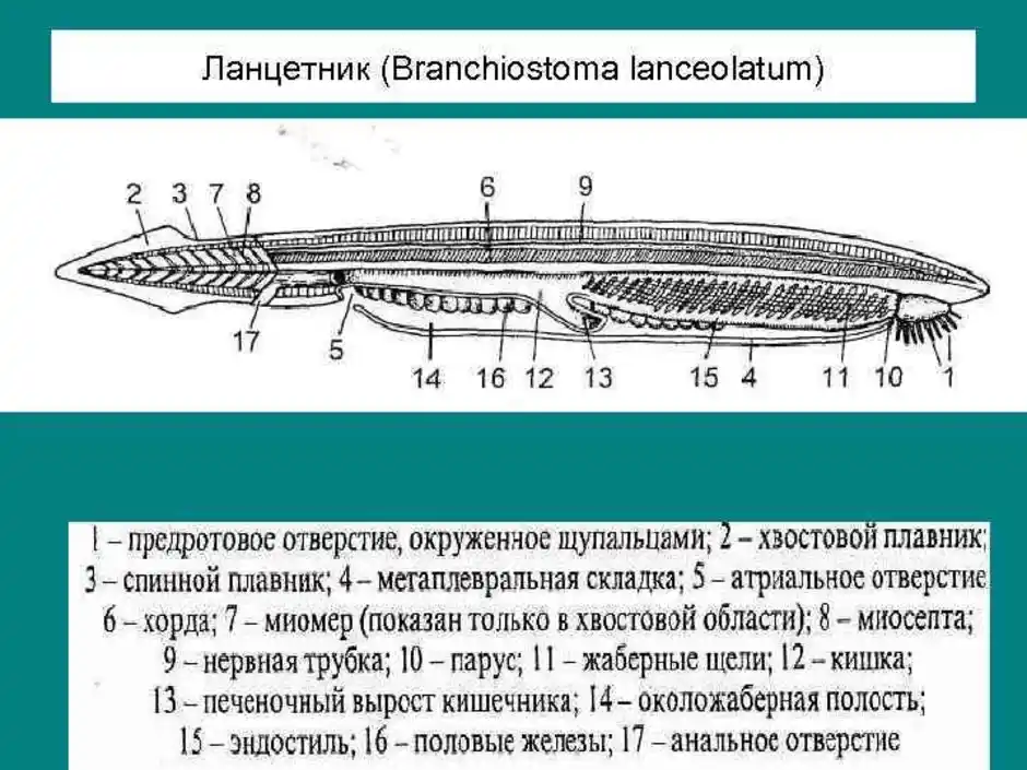 Ланцетник моллюск. Ланцетник Branchiostoma lanceolatum. Туловищные почки у ланцетника. Схема продольного разреза ланцетника. Гонады у ланцетника.