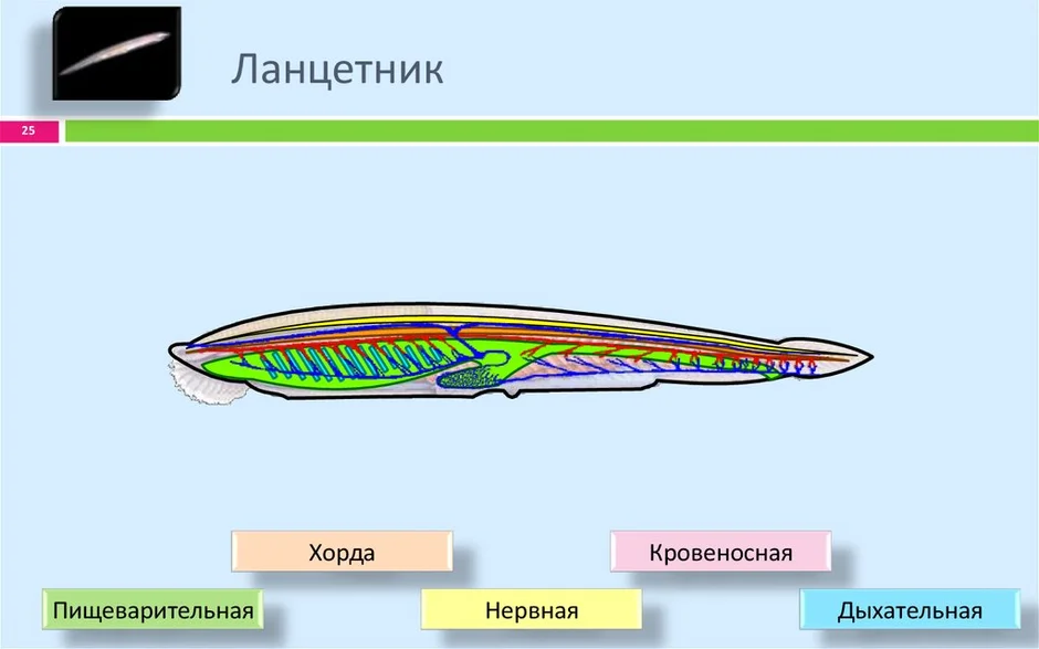 Внутреннее строение ланцетника рисунок