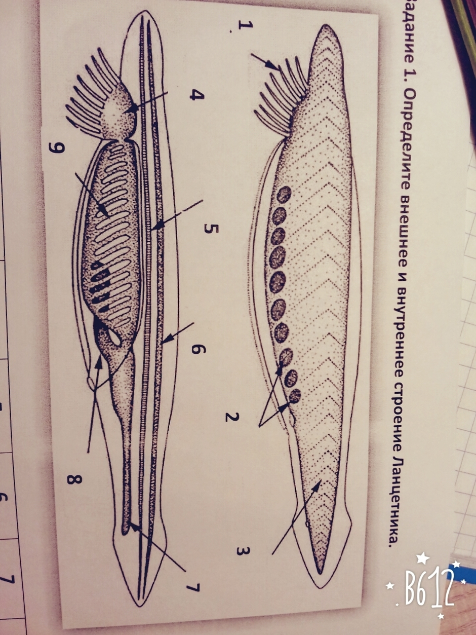 На рисунке внутренний скелет ланцетника обозначен цифрой