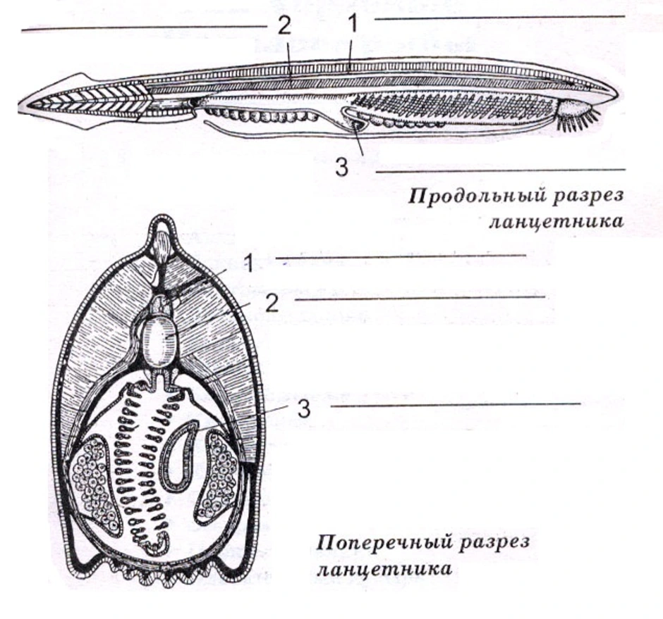 Внутреннее строение ланцетника рисунок с подписями