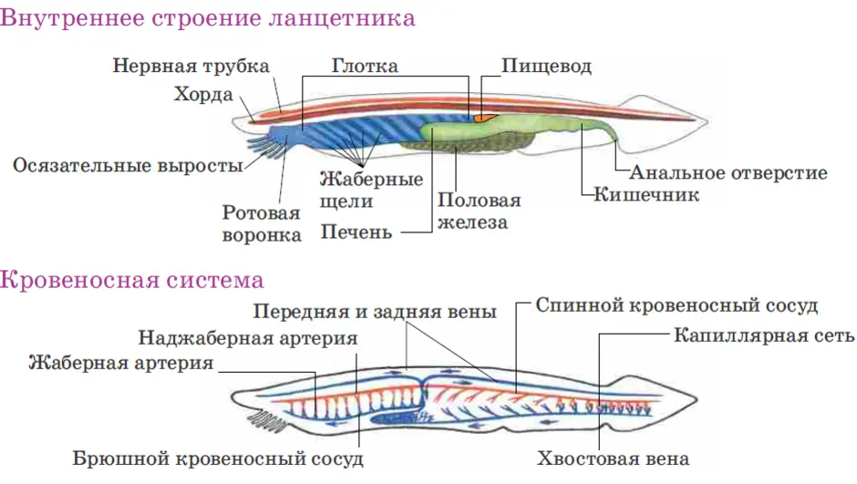 Ланцетник строение рисунок с надписями