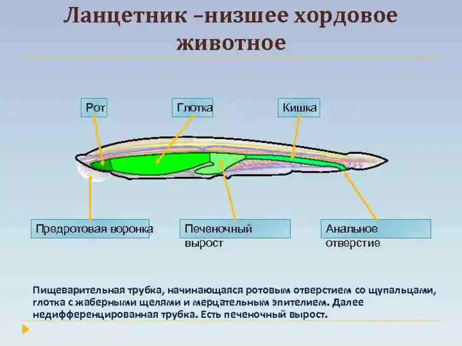 Строение ланцетника. Пищеварительная система ланцетника. Печеночный вырост ланцетника. Пищеварительная система система ланцетника. Пищеварительная трубка ланцетника.