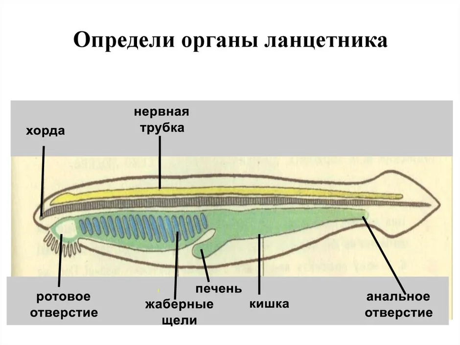 Внутреннее строение ланцетника рисунок