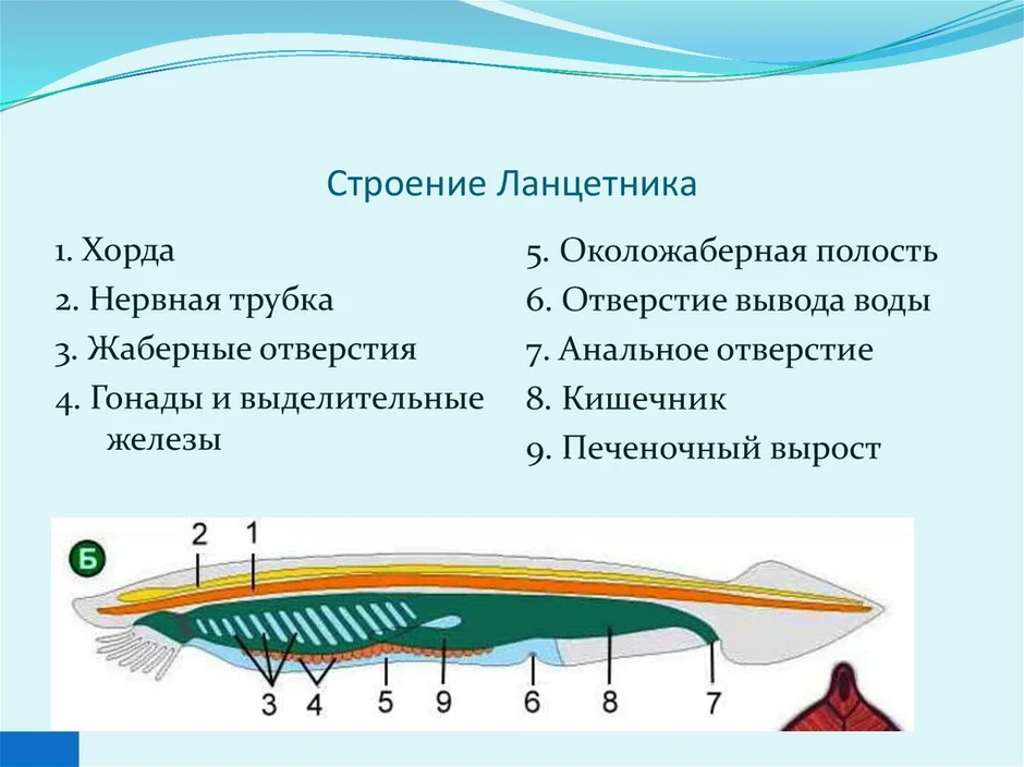 Ланцетник строение рисунок с надписями