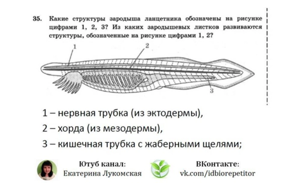 Внутреннее строение ланцетника рисунок