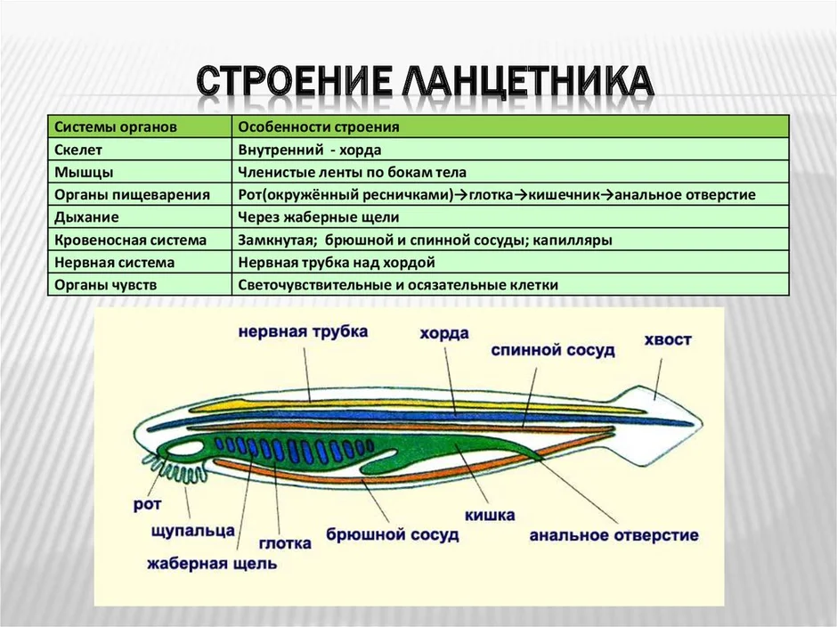 На рисунке внутренний скелет ланцетника обозначен цифрой