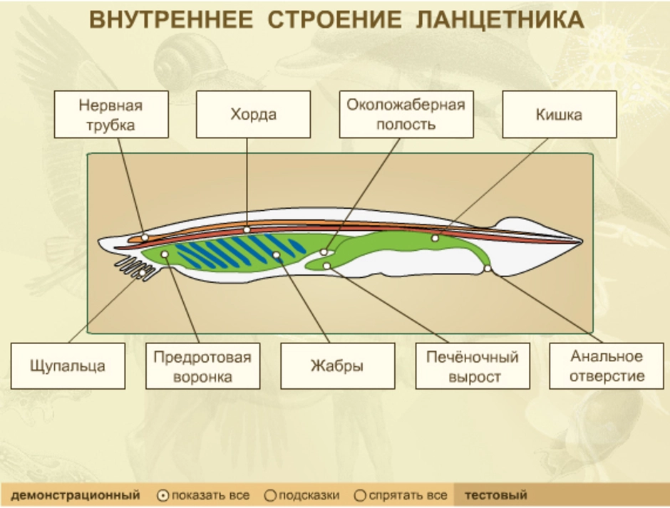 Что обозначено цифрой 2 на рисунке схема строения ланцетника