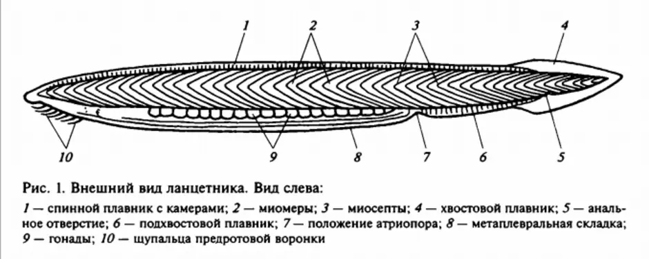 Внутреннее строение ланцетника рисунок