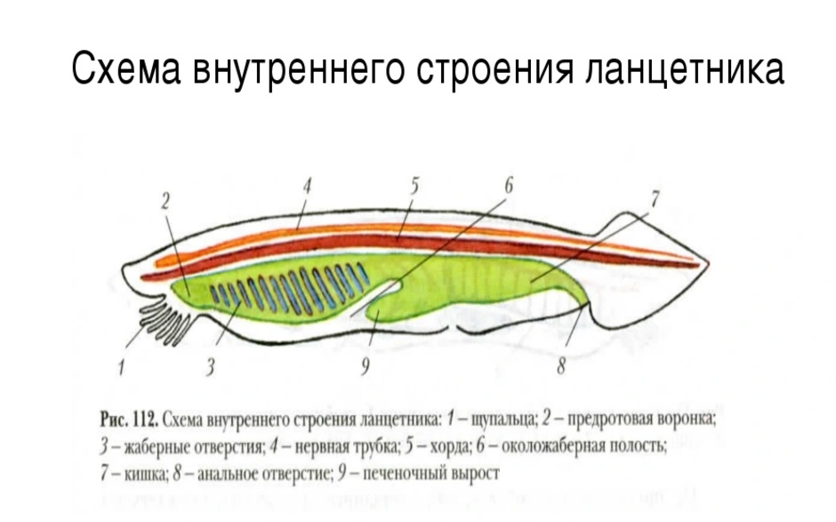 Ланцетник схема строения