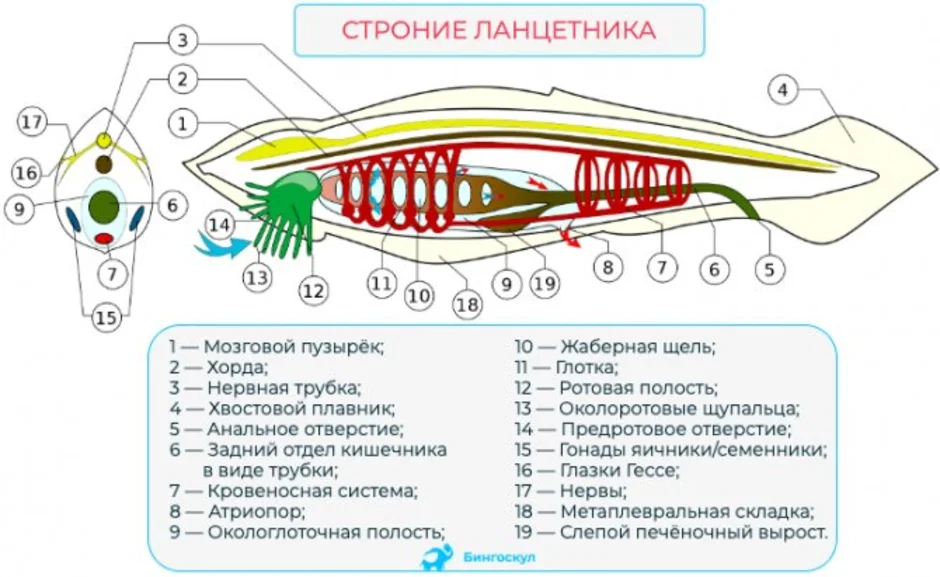 Внутреннее строение ланцетника рисунок с подписями