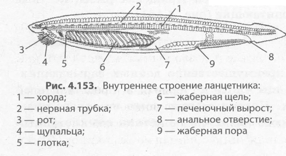 Что обозначено цифрой 2 на рисунке схема строения ланцетника