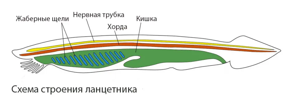 Что обозначено цифрой 2 на рисунке схема строения ланцетника