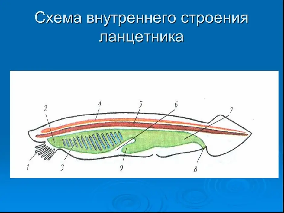 Внутреннее строение ланцетника рисунок