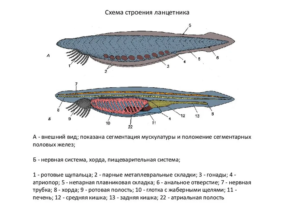 Правильный план строения ланцетника