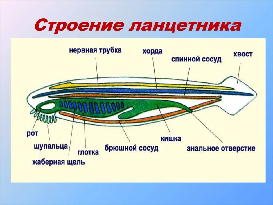 Внутреннее строение ланцетника рисунок с подписями