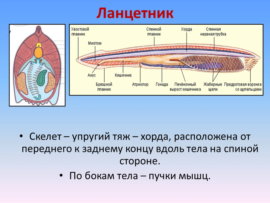 Ланцетник строение рисунок с надписями