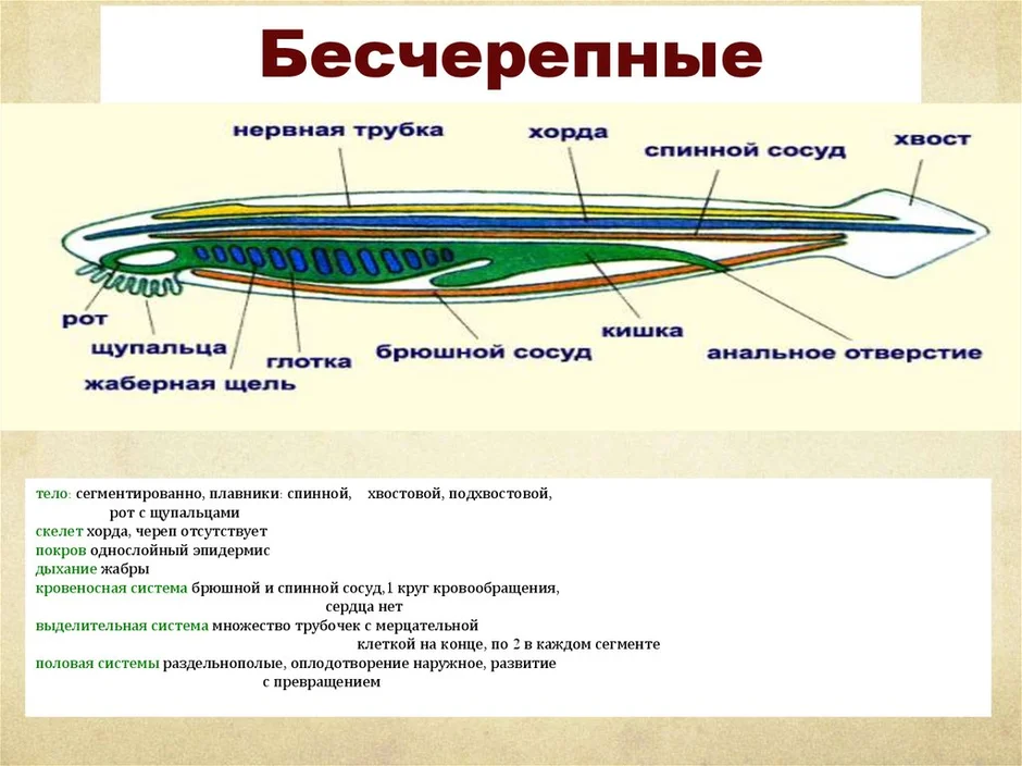 Ланцетник картинка егэ