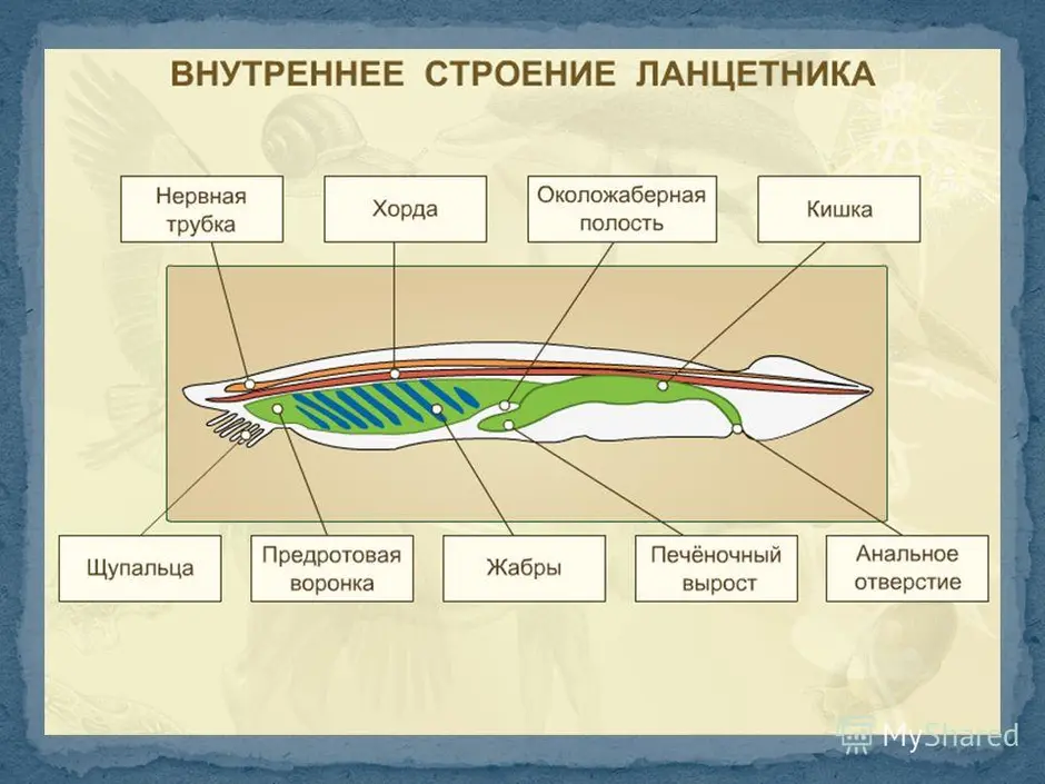 Строение ланцетника рисунок