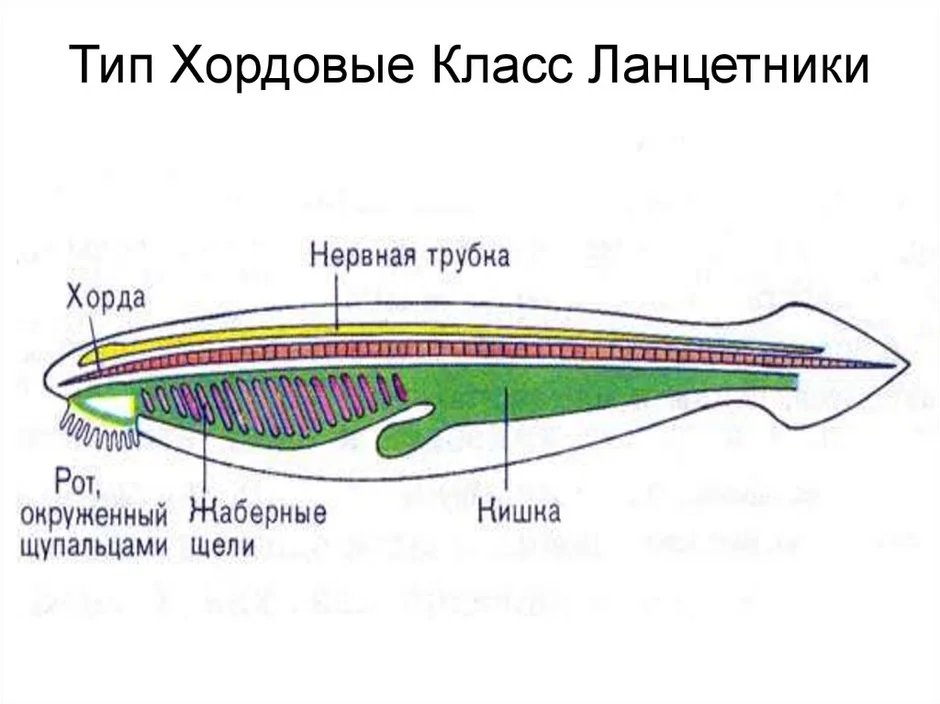 Правильный план строения ланцетника