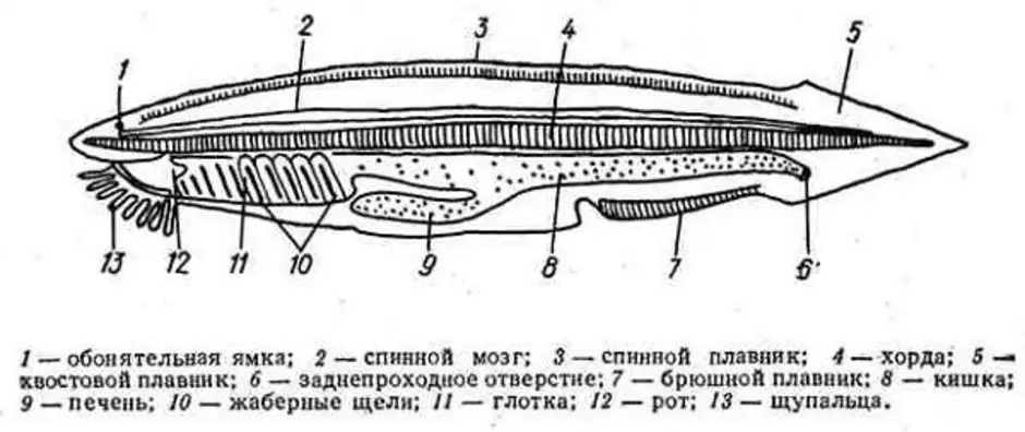 Внутреннее строение ланцетника рисунок с подписями