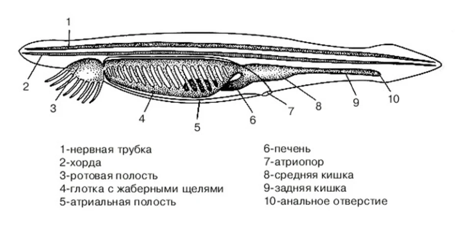 Ланцетник рисунок биология