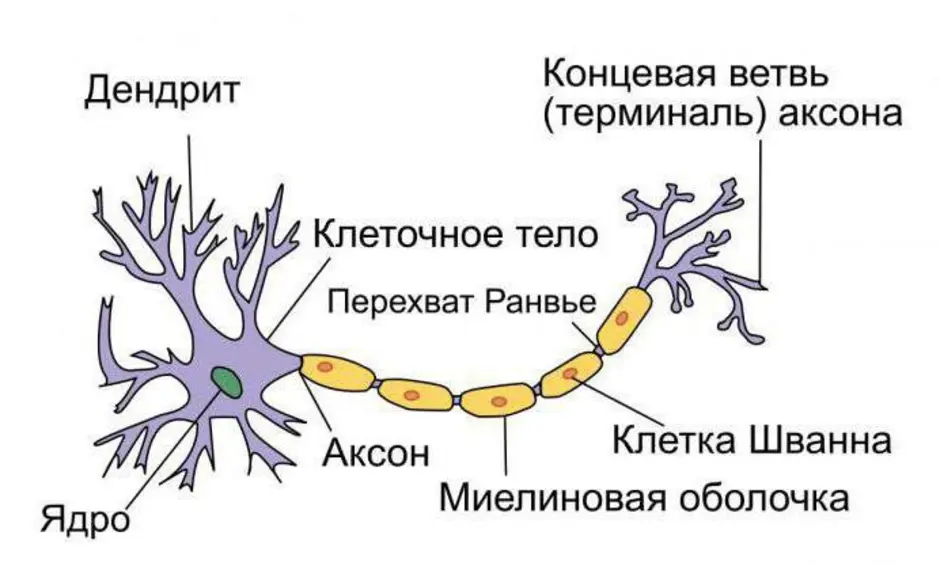 Нейрон картинка с подписями