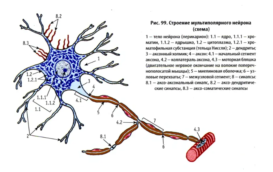 Нервные узлы и нейрон. Мальтиполярный нерв строение. На схеме строения нейрона миелиновая оболочка. Строение нервной клетки гистология. Схема строения нейрона гистология.