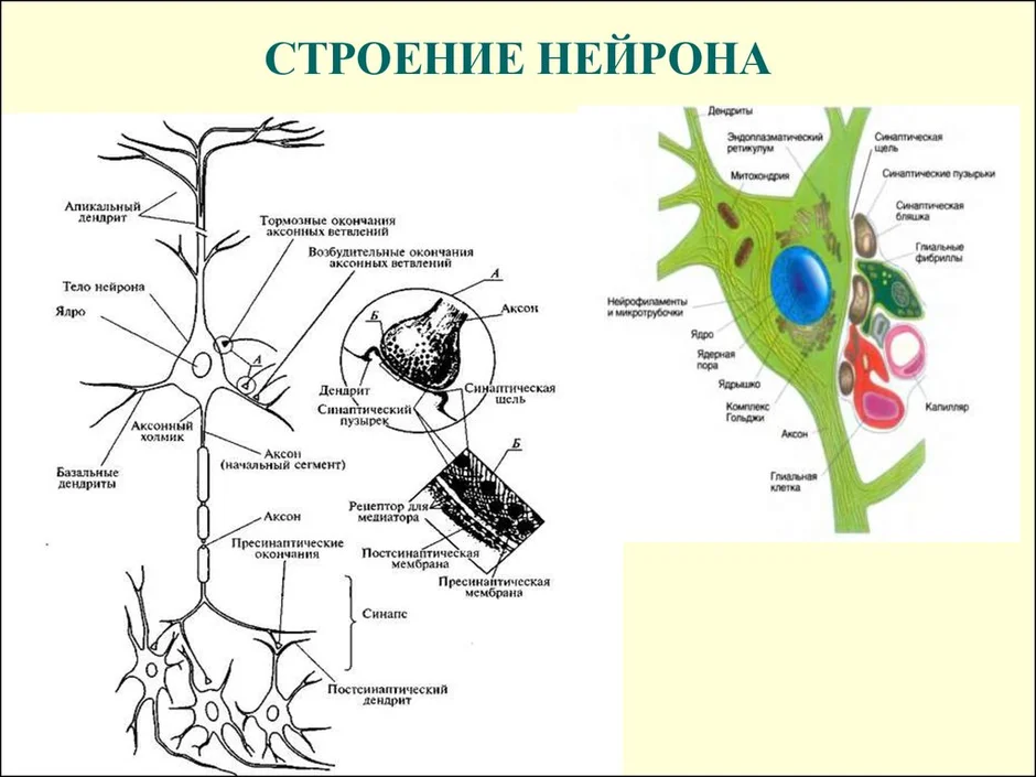 Строение нейрона картинка с подписями