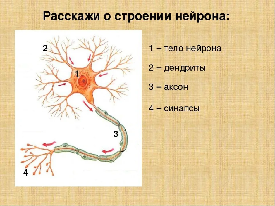 Какой цифрой на рисунке обозначен аксон ответ