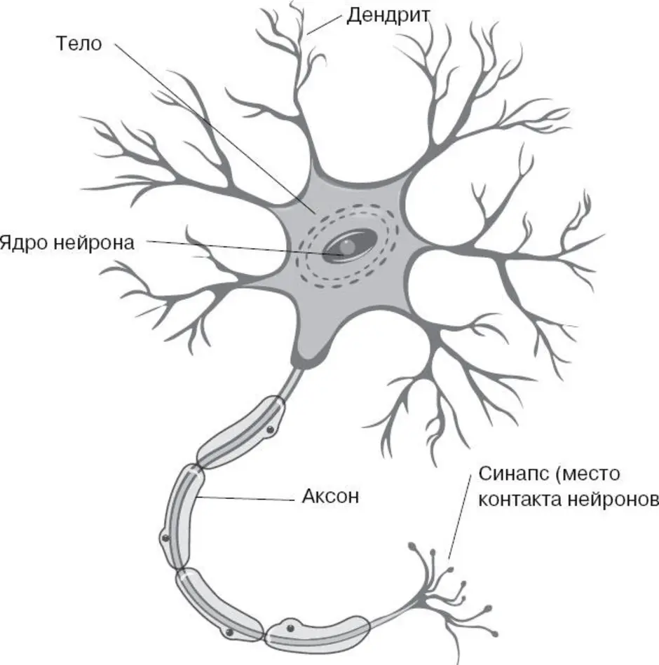 Название нервной клетки. Строение мультиполярной нервной клетки. Строение мультиполярного нейрона. Схема строения нейрона рисунок. Мальтиполярный нерв строение.