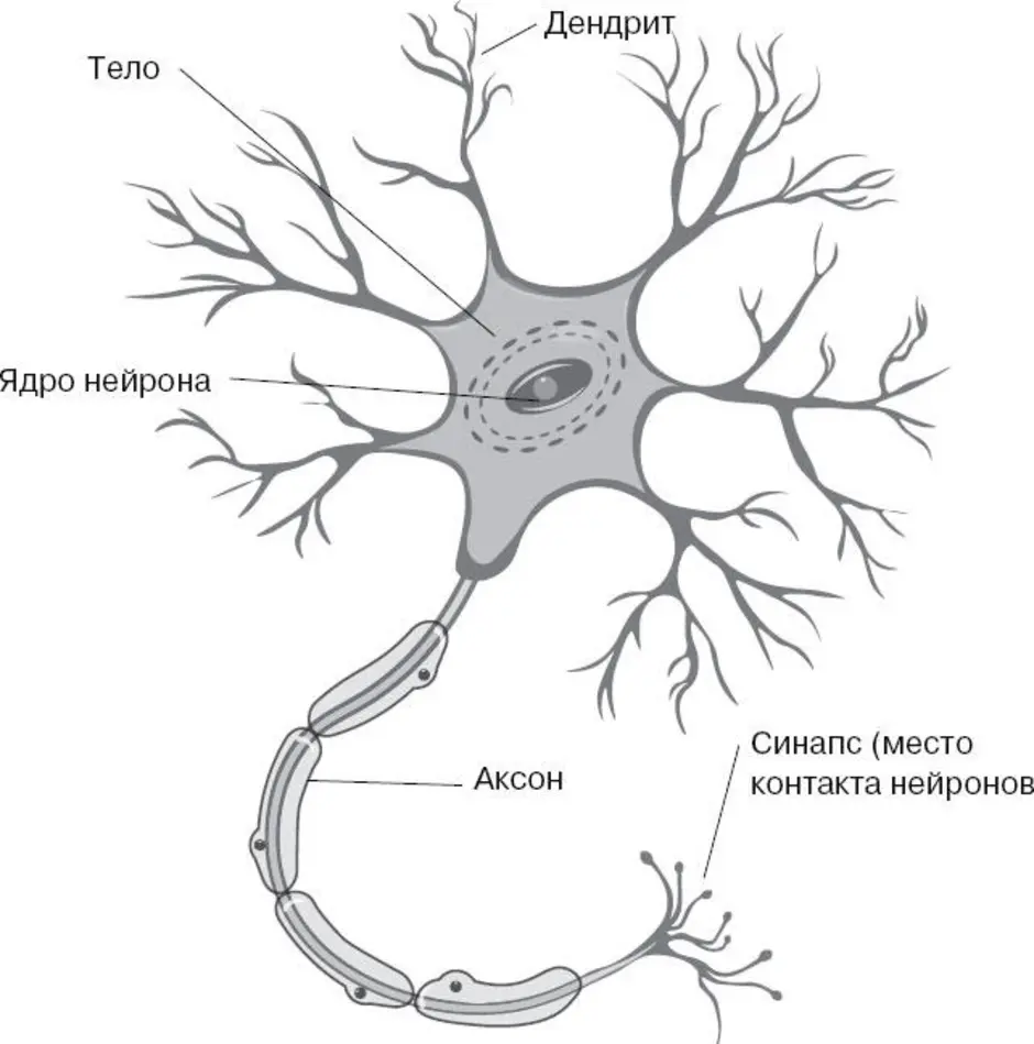 Нейрон нервная клетка. Строение мультиполярного нейрона. Мультиполярные нервные клетки строение. Схема строения мультиполярного нейрона. Схема строения нейрона рисунок.