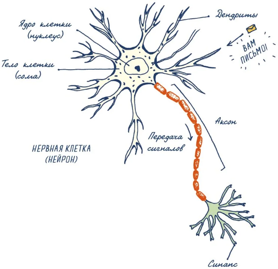 Основа нервной клетки. Схема строения нейрона рисунок. Схема строения нервной клетки. Схема строения мультиполярного нейрона. Строение нервной клетки насекомых.
