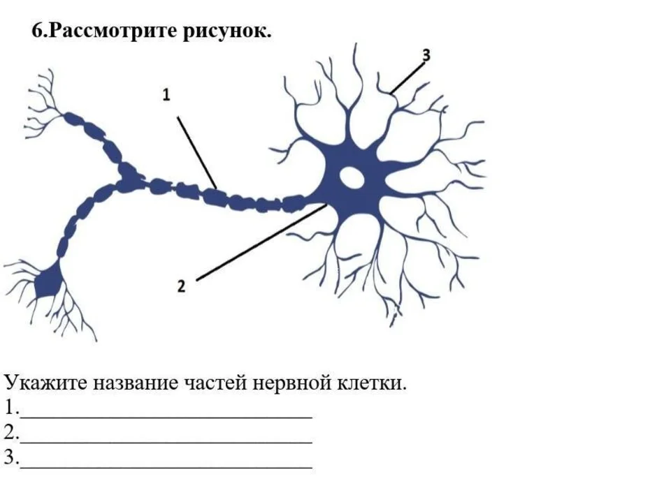 Биология нервные клетки. Схема строения нейрона. Нервная ткань схематический рисунок. Строение частей нейрона. Строение нейрона рисунок анатомия.