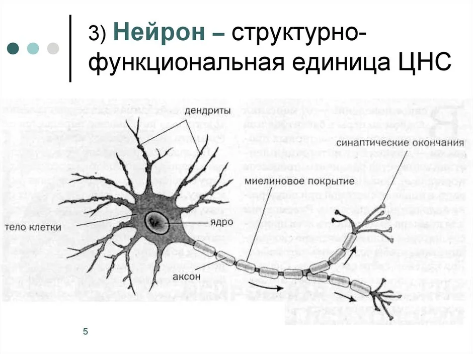 Мультиполярный Нейрон рисунок. Строение нейрона. Строение нейрона картинка. Строение нейрона анатомия.