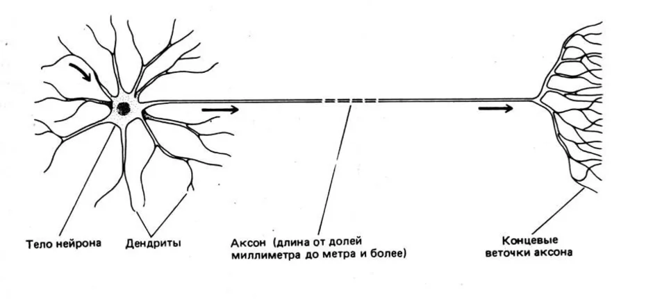 Строение нейрона рисунок