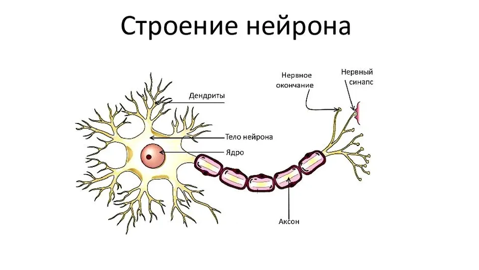 На рисунке цифрой 3 обозначен аксон дендрит нейрон синапс