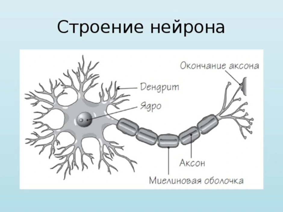 Рассмотрите рисунок 93 и составьте план рассказа о строении нейрона