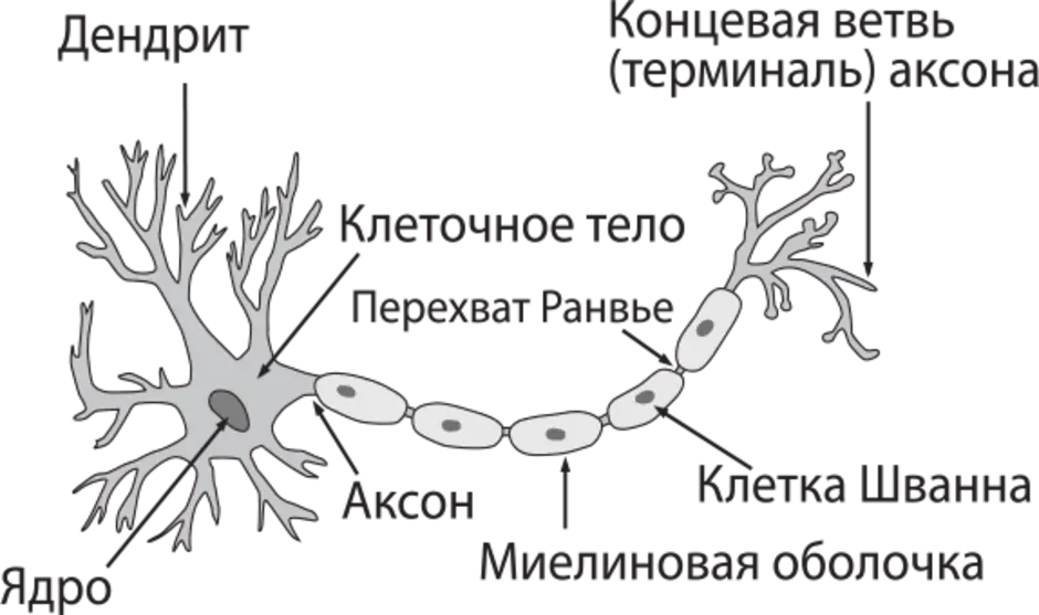 Подпишите на рисунке части нервной клетки