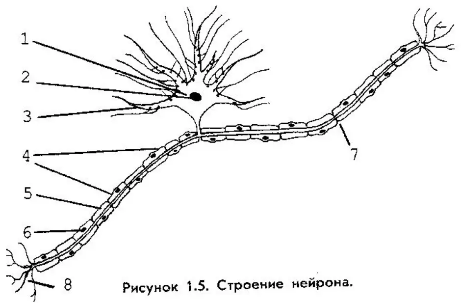 На рисунке изображена нервная клетка. Строение нейрона с цифрами. Рис 16 строение нейрона. Схема строения нейрона рис 3. Строение нейрона рисунок.